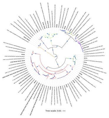 Multiple Plant Growth-Promotion Traits in Endophytic Bacteria Retrieved in the Vegetative Stage From Passionflower